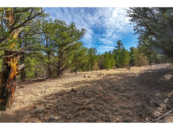 a view of a yard with a tree