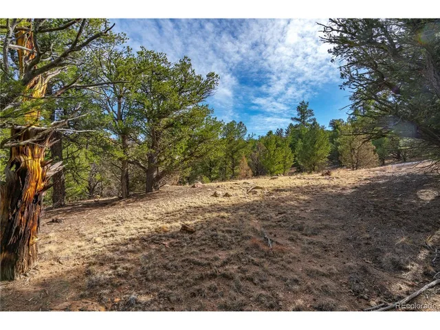 a view of a yard with a tree