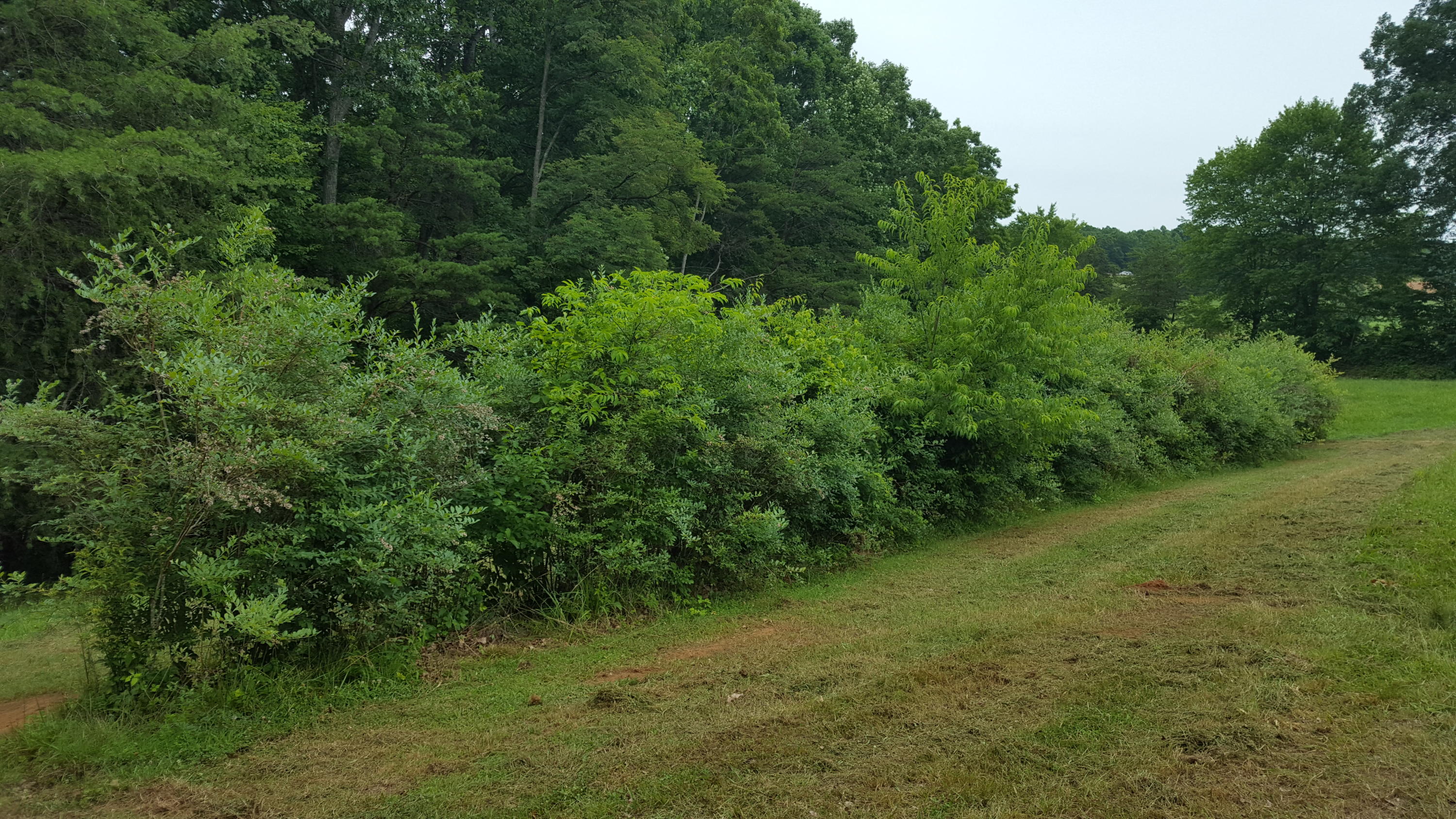 1285 Fairfield Road Henry, VA 24102 - Photo 5 of 11 a view of a lush green forest