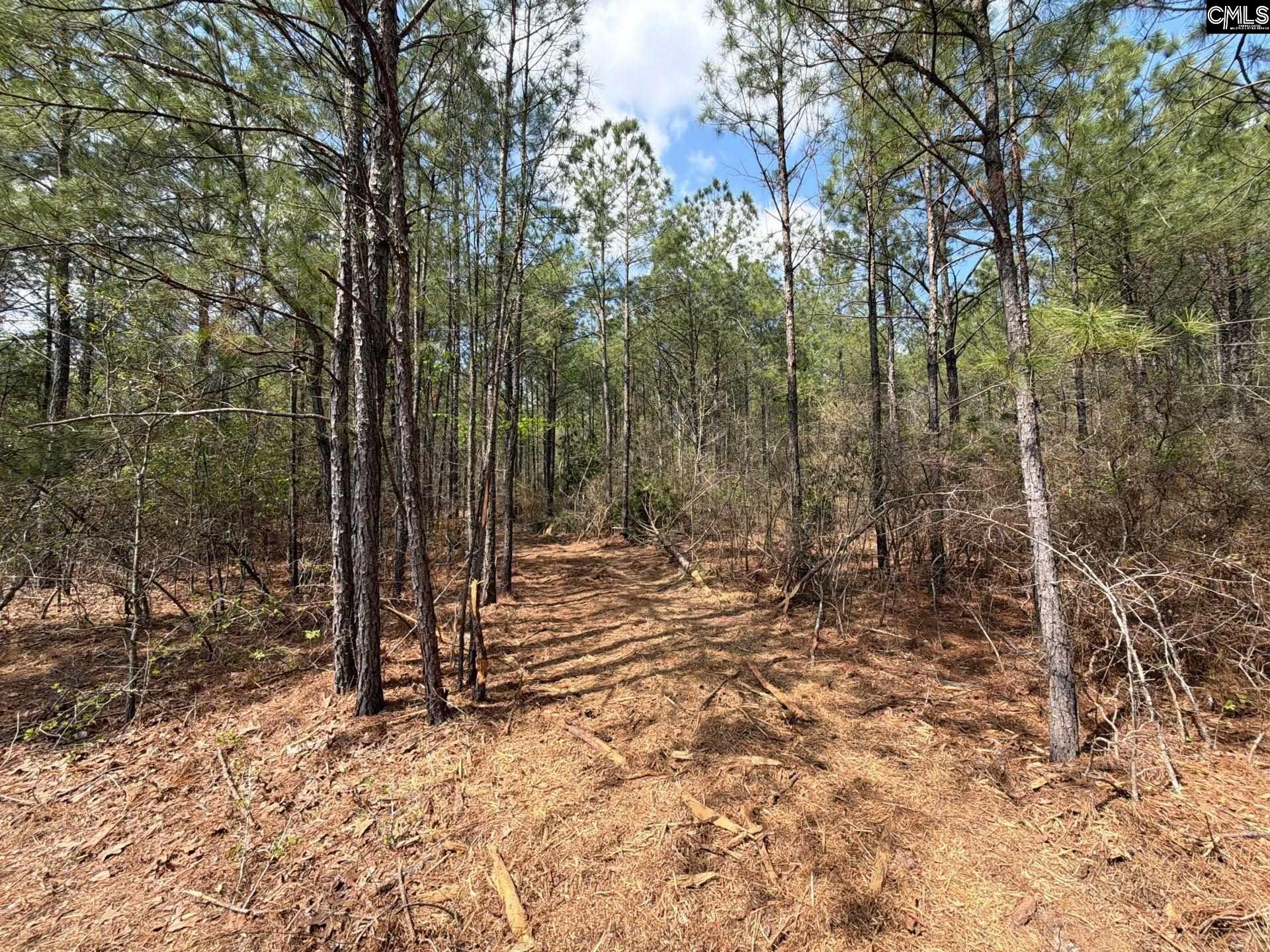4 Mt Calvary Rd Ridge Spring Ridge Spring, SC 29129 - Photo 8 of 40