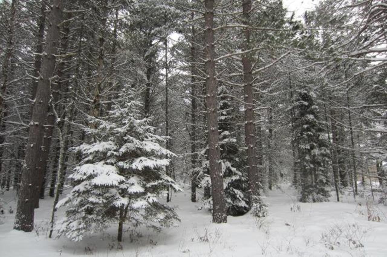 4560 Camp Nokomis Road, Unit LOT 17 Mercer, WI 54547 - Photo 11 of 13 Gallery Image 11