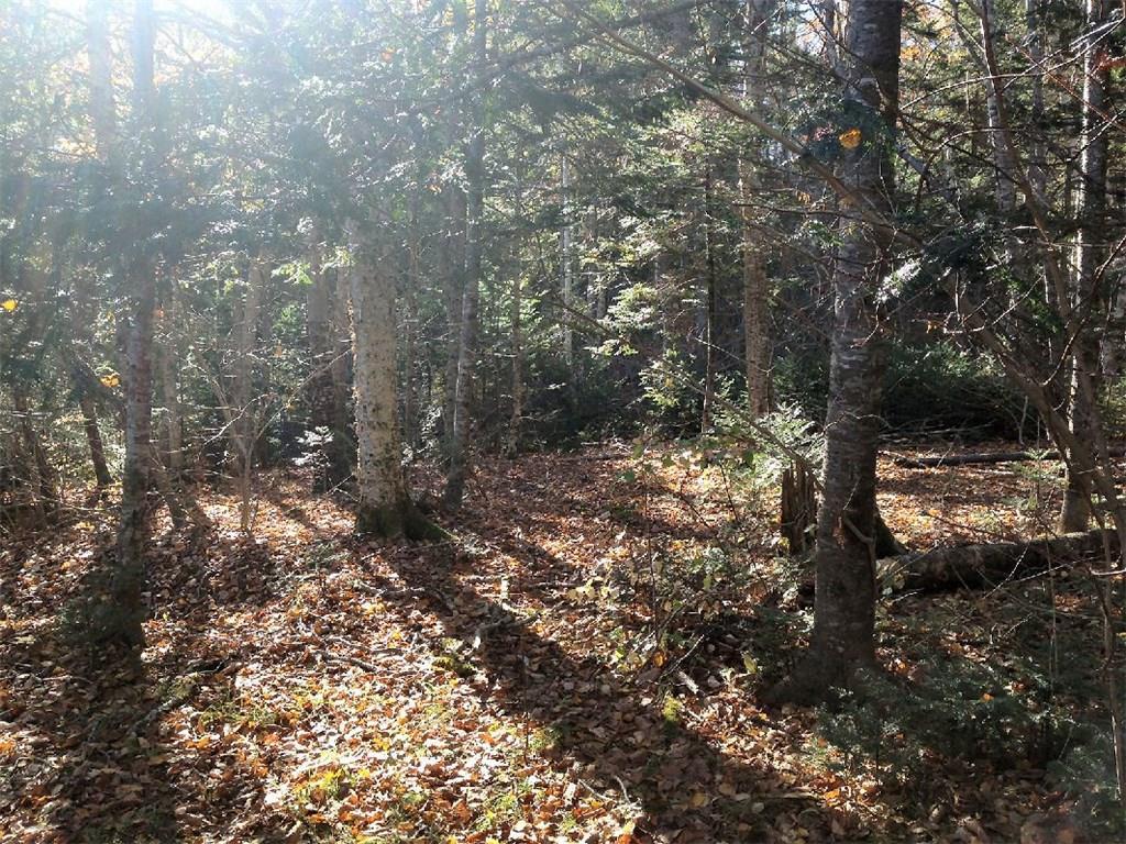 301 Lead Mine Road Lubec, ME 04652 - Photo 8 of 10 property
