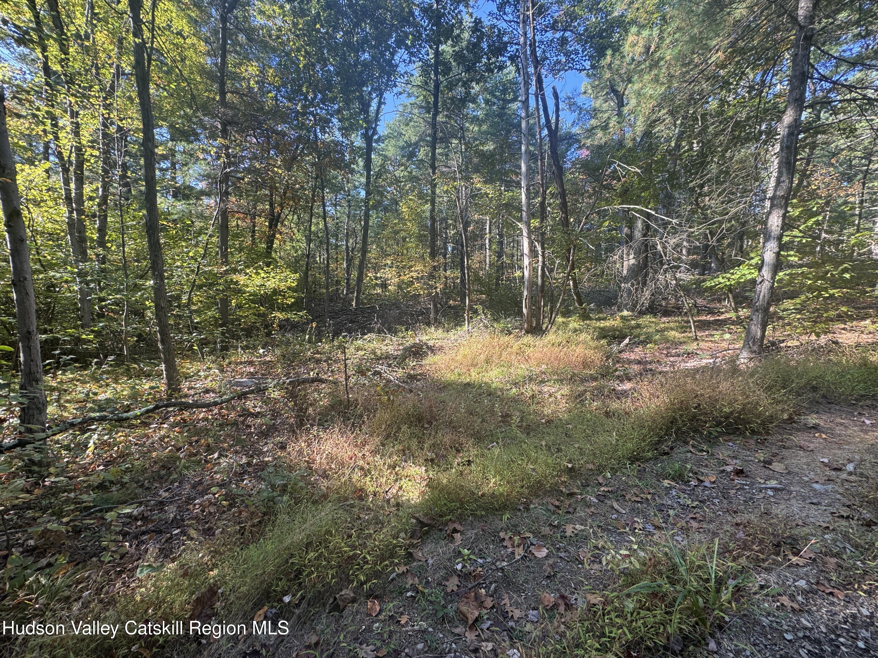 0 Snydertown Road Craryville, NY 12521 - Photo 15 of 23 a view of a forest with trees