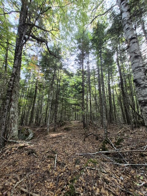 Lot 7 Morrison Brook Road Oakfield, ME 04763 - Photo 20 of 32 unnamed-12