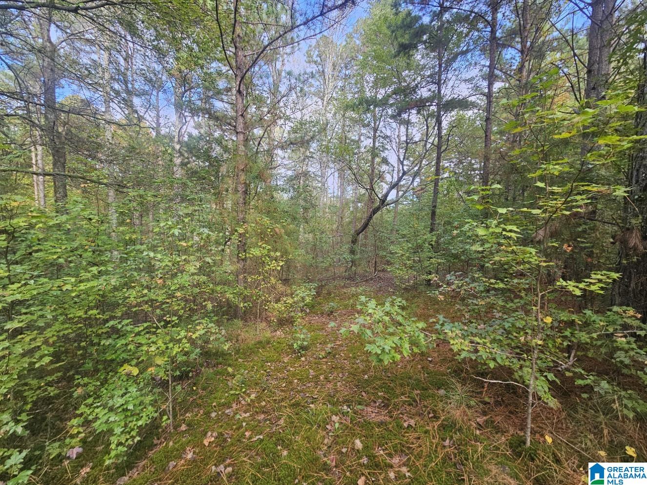 5288 Highway 27 Springville, AL 35146 - Photo 10 of 25