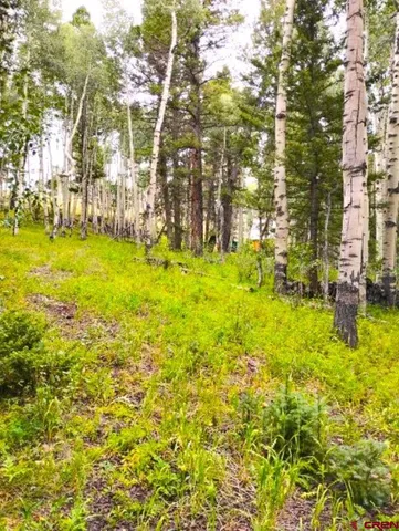 a backyard of a house with plants and large trees