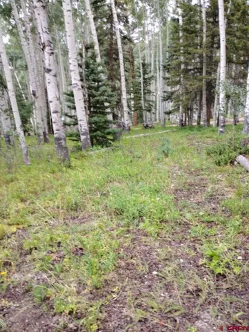 a view of a yard with large trees