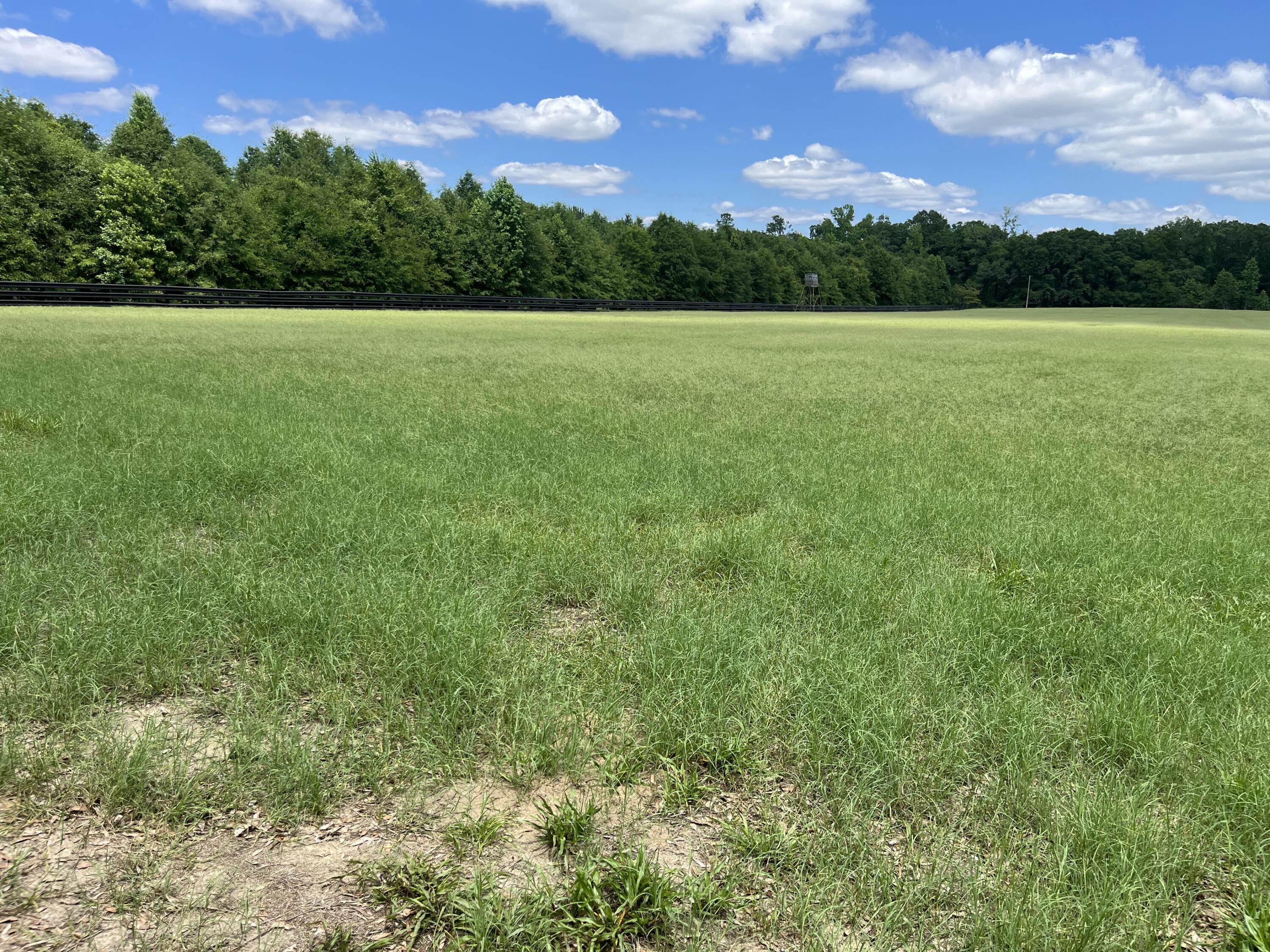 1114 Lott Bluff Road Blackville, SC 29817 - Photo 121 of 164