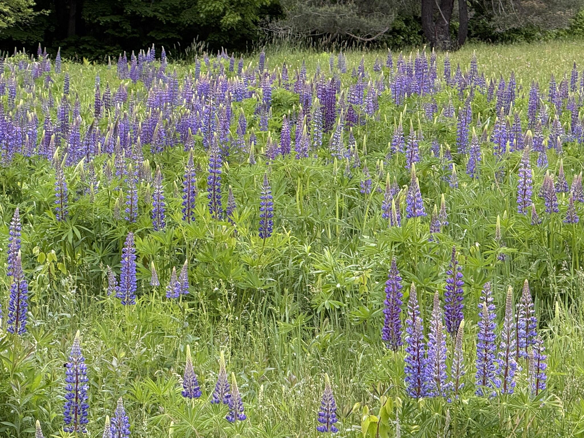 210 Falmouth Road Falmouth, ME 04105 - Photo 91 of 96 lupine 3