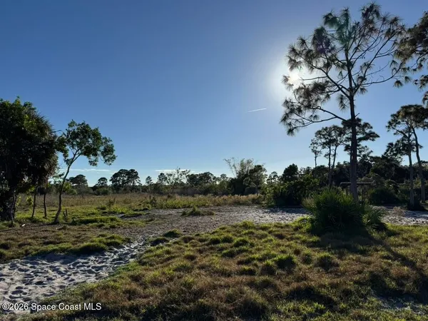a view of a forest filled with trees