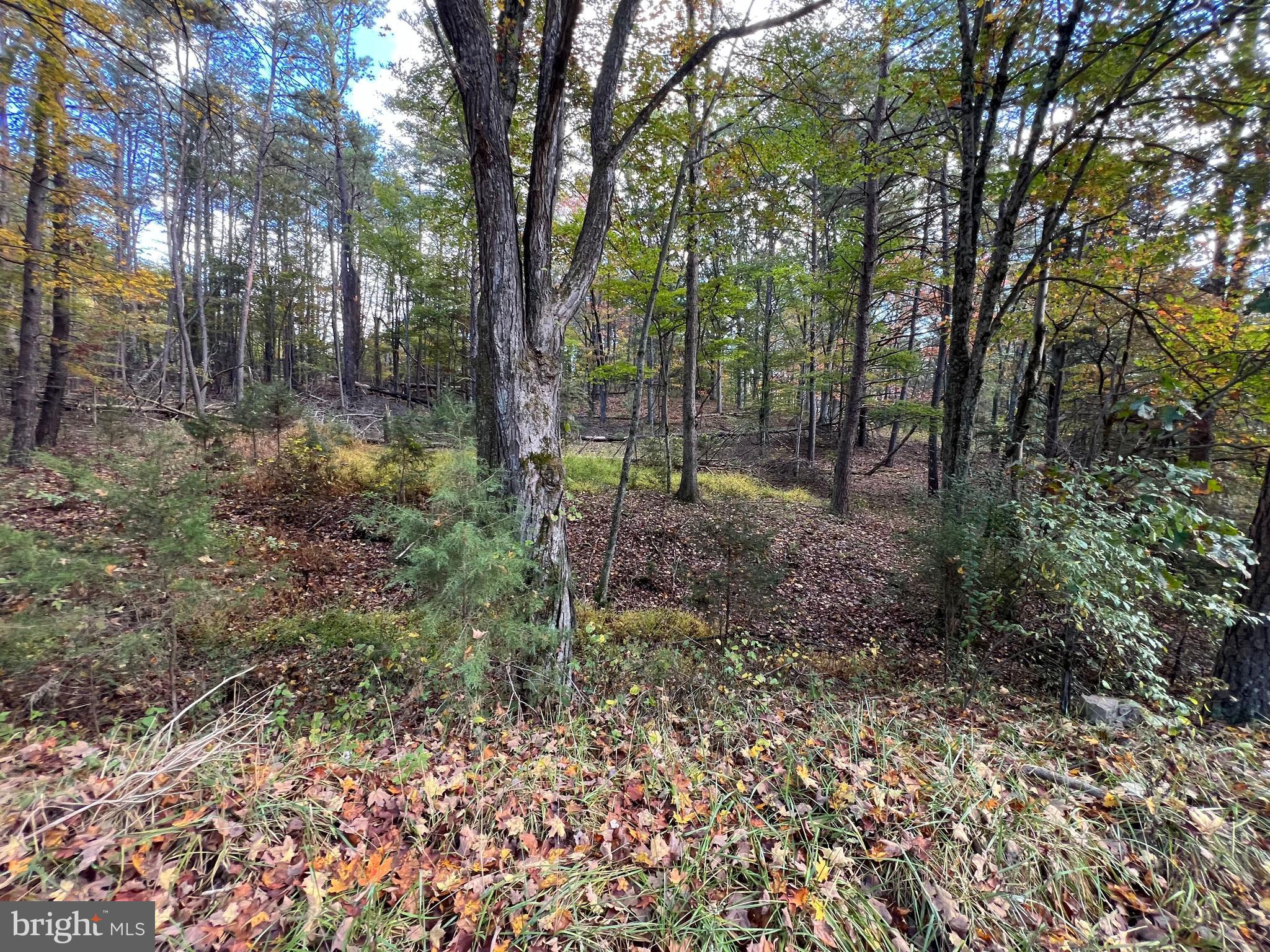 Lot 6 Deep Run Hollow Road Delray, WV 26714 - Photo 14 of 18 a view of a forest that has large trees