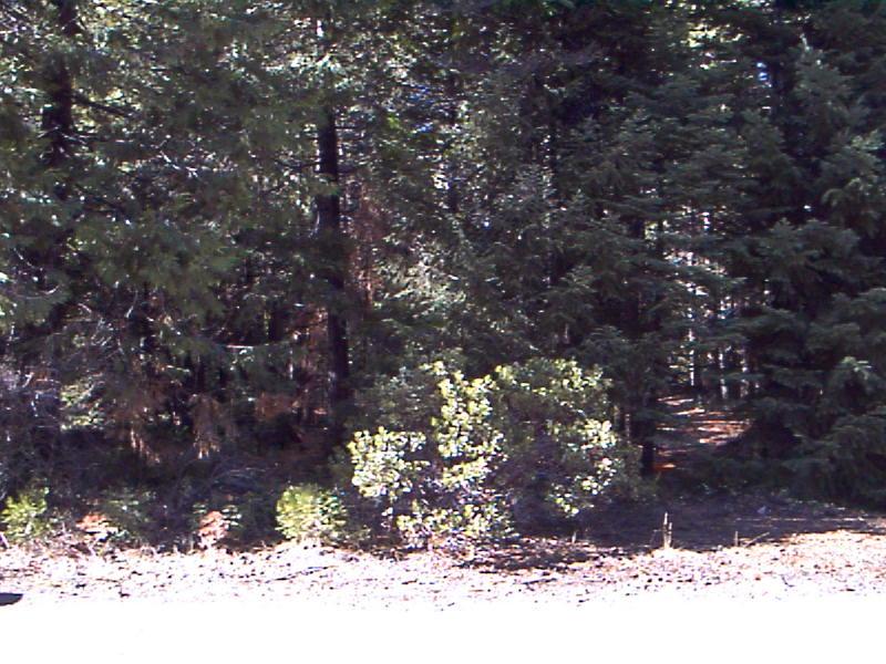 8016 Starlite Pines Road Shingletown, CA 96088 - Photo 1 of 2 Listing Photo