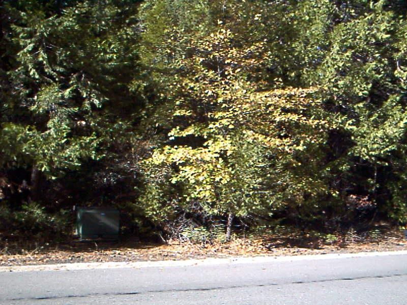 8016 Starlite Pines Road Shingletown, CA 96088 - Photo 2 of 2 Listing Photo