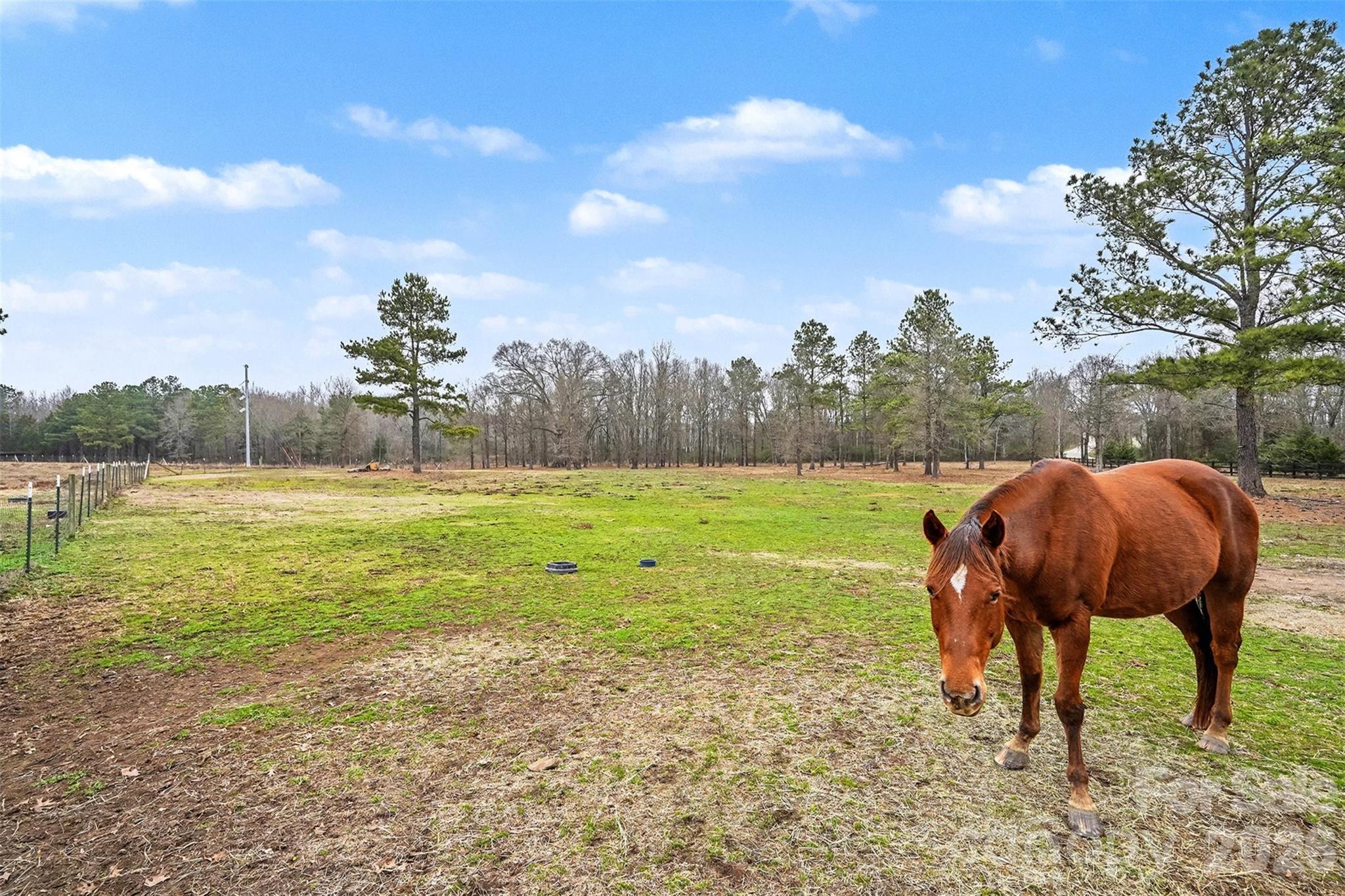 3135 Old Hickory Road Lancaster, SC 29720 - Photo 14 of 33 a view of yard with large tree and plants