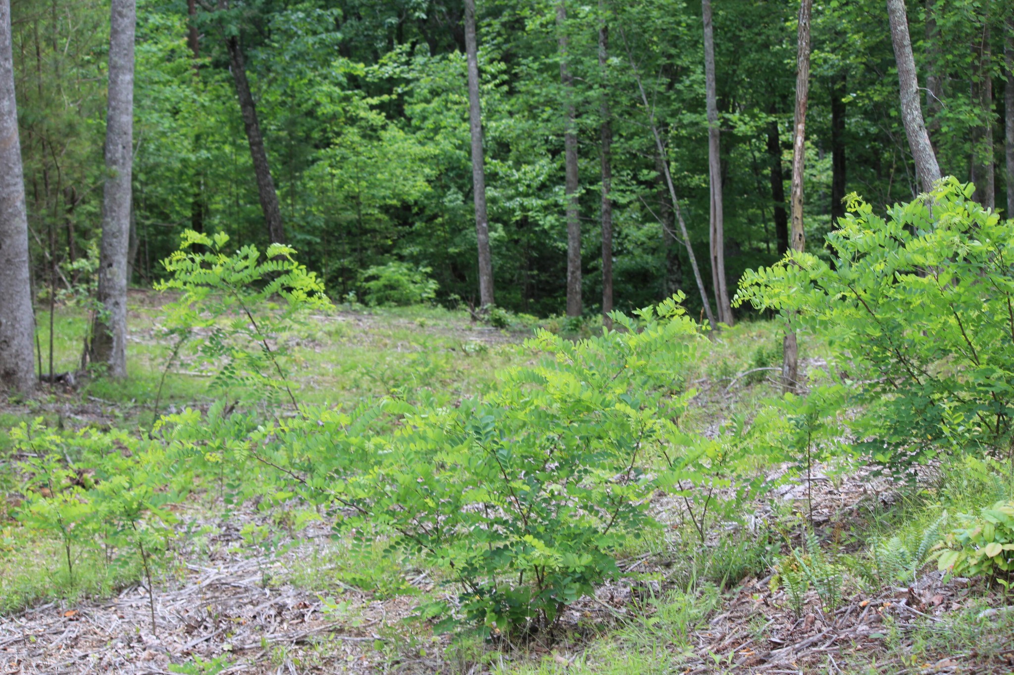 0 Bootleg Dri Jasper, TN 37347 - Photo 22 of 36