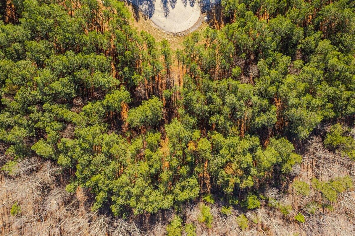 0 Bootleg Dri Jasper, TN 37347 - Photo 32 of 36 a view of a bunch of trees and bushes