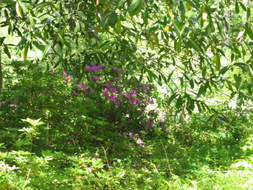 131 William A Campbell Road Sheldon, SC 29941 - Photo 3 of 4 131 William A Campbell Rd 4