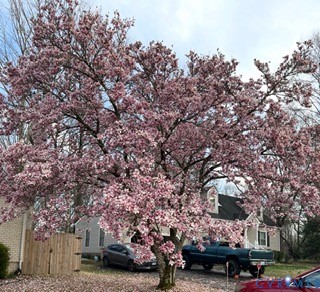 7471 Shoreline Drive Quinton, VA 23141 - Photo 44 of 45 a city street with lots of trees