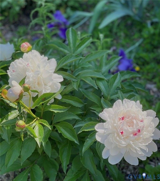 7471 Shoreline Drive Quinton, VA 23141 - Photo 45 of 45 a close up of a white vase with white flowers