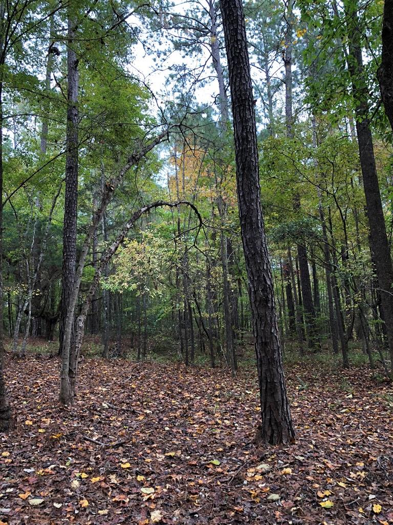 8590 River Road Columbus, GA 31904 - Photo 8 of 16 Gallery Image 8