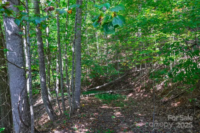 a view of a forest with lots of trees