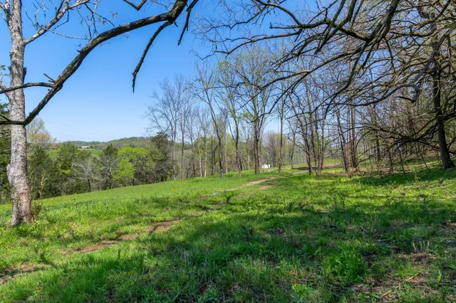 a view of backyard with large trees