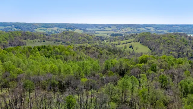 a view of a lush green forest with lush green forest
