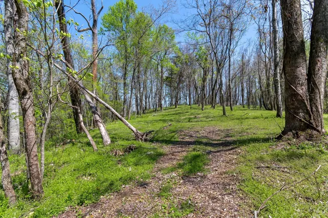 a view of a park with a tree