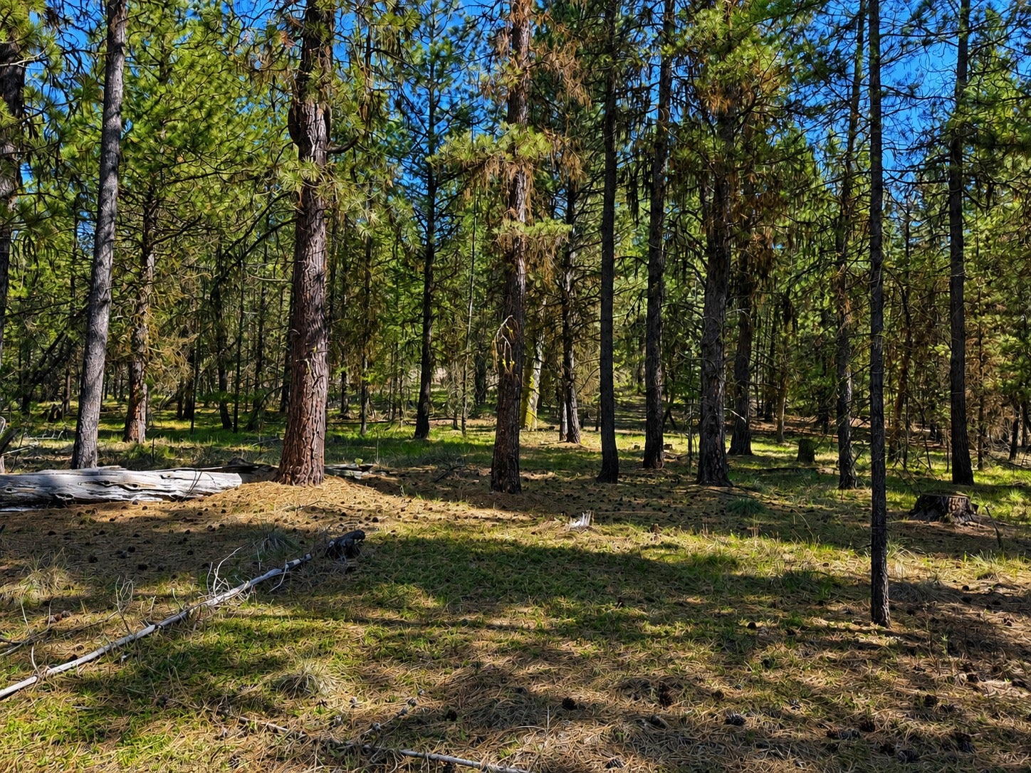 2890 Lower Lost Prairie Road Marion, MT 59925 - Photo 5 of 8 Gallery Image 5