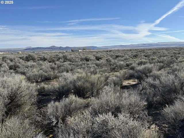 a view of a dry yard in middle of forest