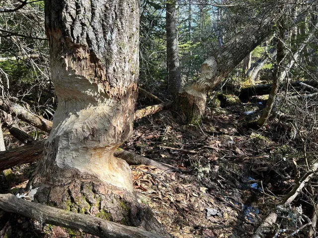 $329,000 | M12-lot29 Monroe Highway, Brooks, ME 04921