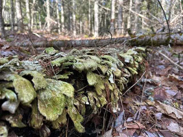 $329,000 | M12-lot29 Monroe Highway, Brooks, ME 04921