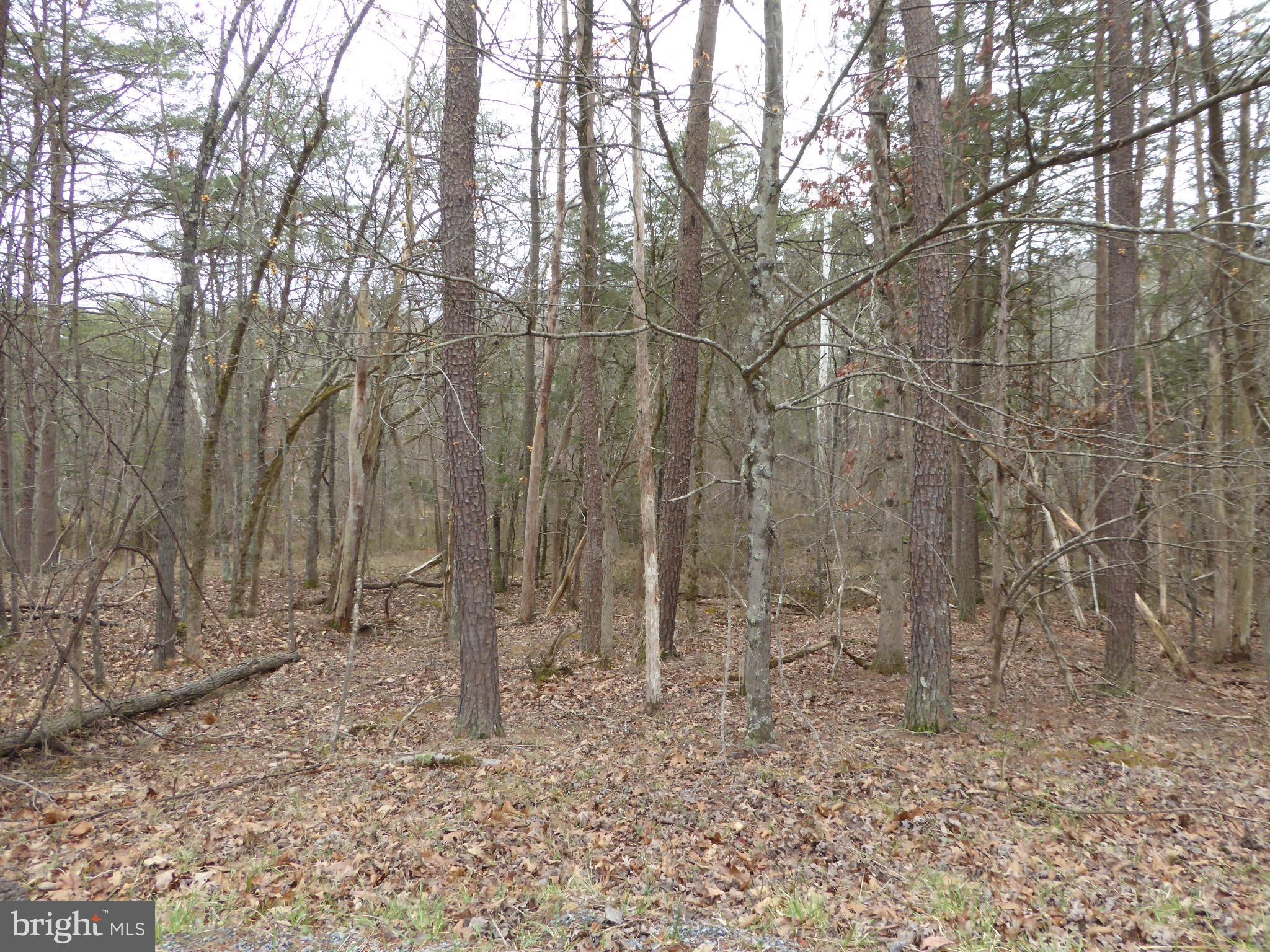 13 Fawn Drive Springfield, WV 26763 - Photo 14 of 20 a view of a yard with large trees