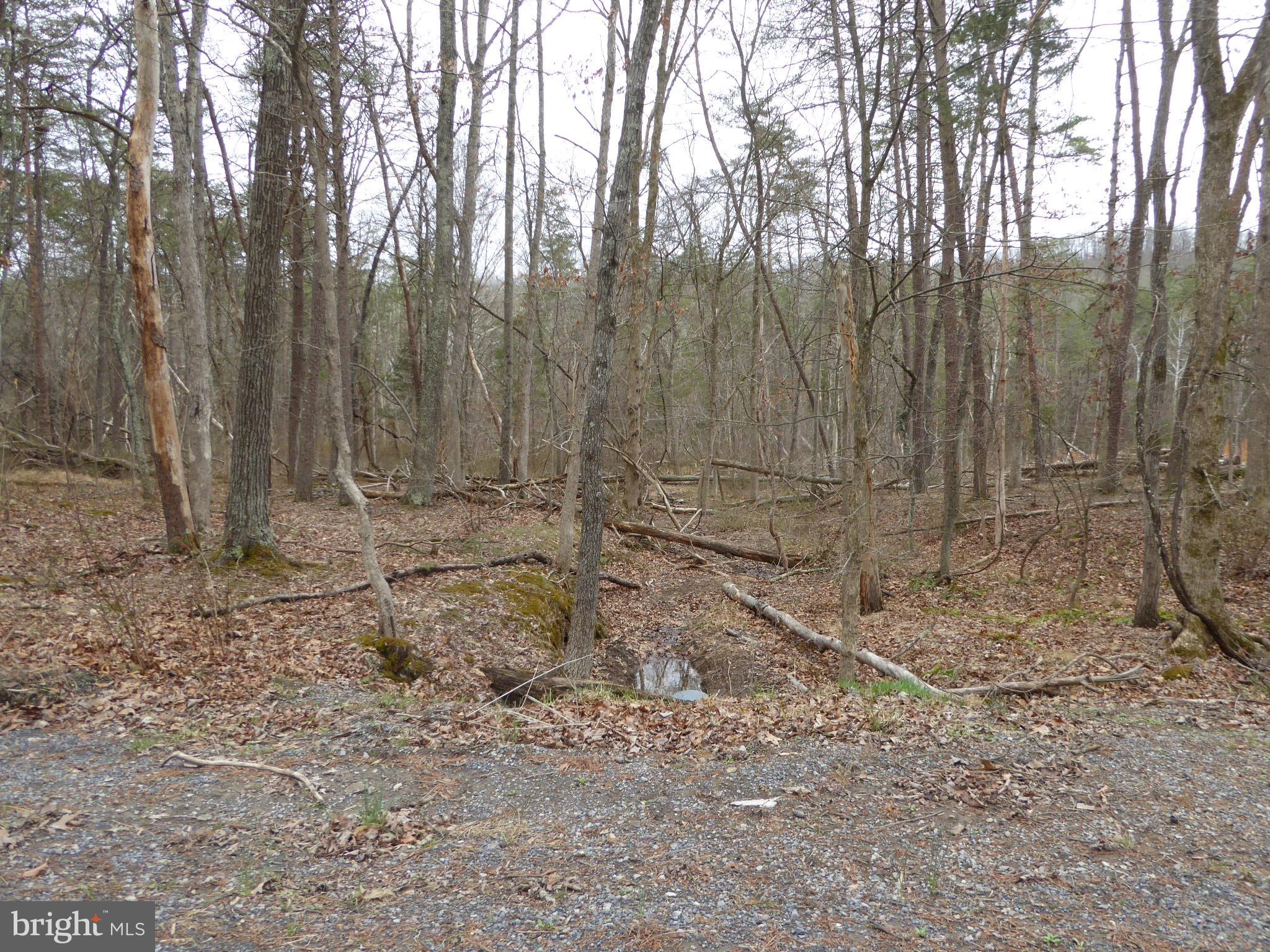 13 Fawn Drive Springfield, WV 26763 - Photo 16 of 20 a view of backyard with trees