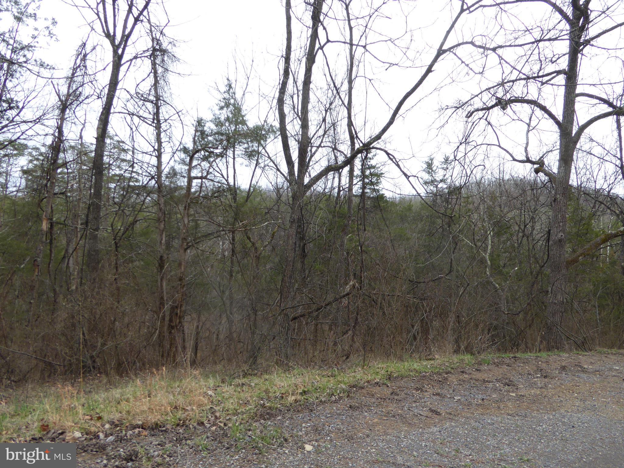 13 Fawn Drive Springfield, WV 26763 - Photo 17 of 20 a view of a dry yard with trees