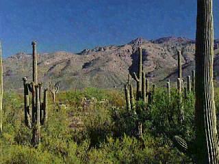 12605 East Fort Lowell Road Tucson, AZ 85749 - Photo 1 of 1 Gallery Image 1