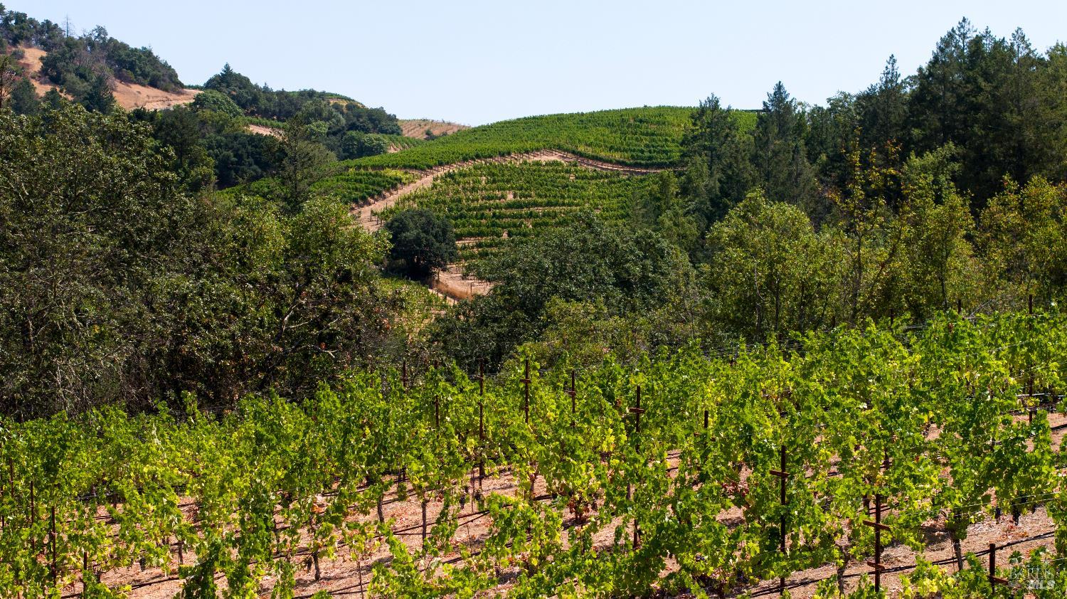 3000 Mt Veeder Road Napa, CA 94558 - Photo 70 of 85 a view of a green field with lots of bushes