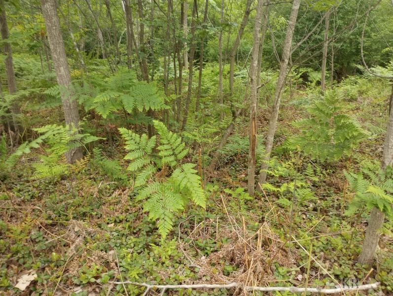 295 West Youngs Road Gladwin, MI 48624 - Photo 18 of 52