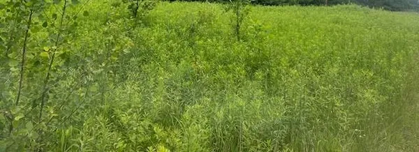 $60,000 | Xxx 210th Street, Milaca, MN 56353