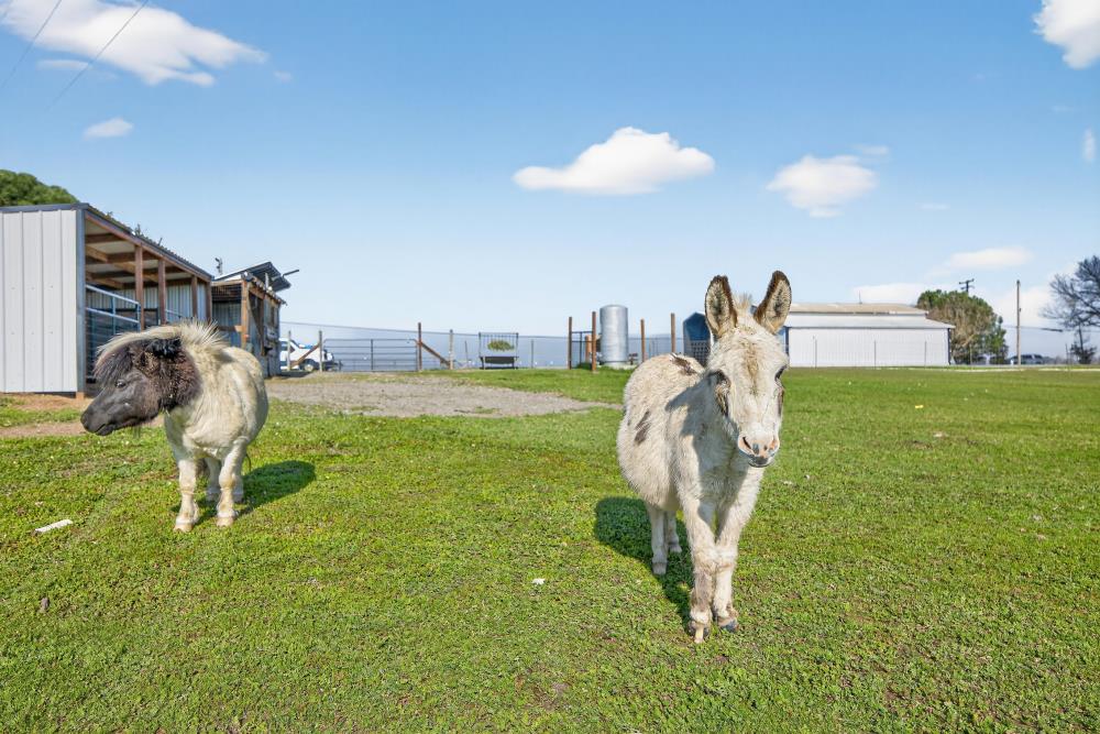 11490 Arno Road Galt, CA 95632 - Photo 65 of 95