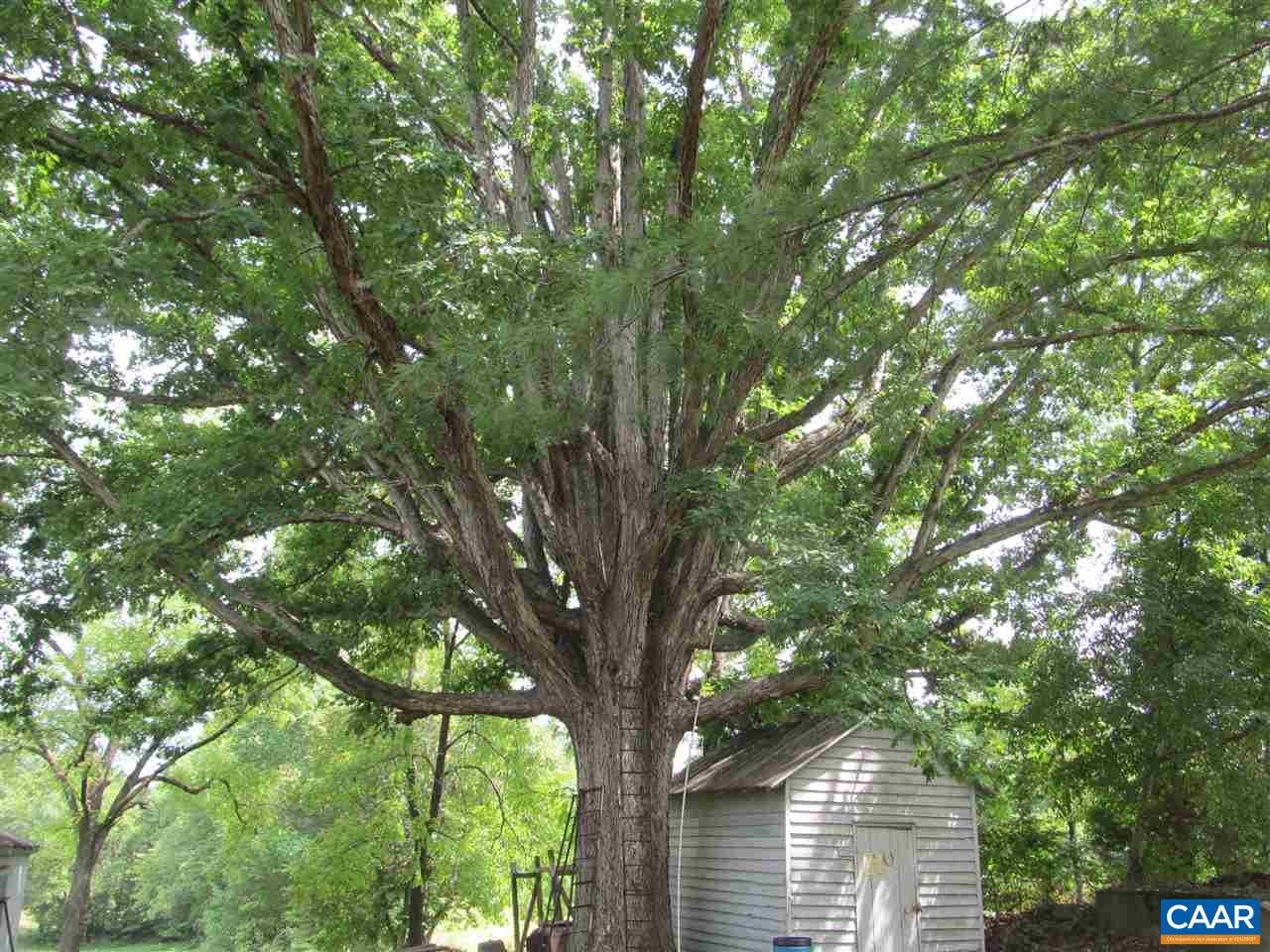 6530 Timber Road Columbia, VA 23038 - Photo 3 of 12 a view of tree in front of a tree