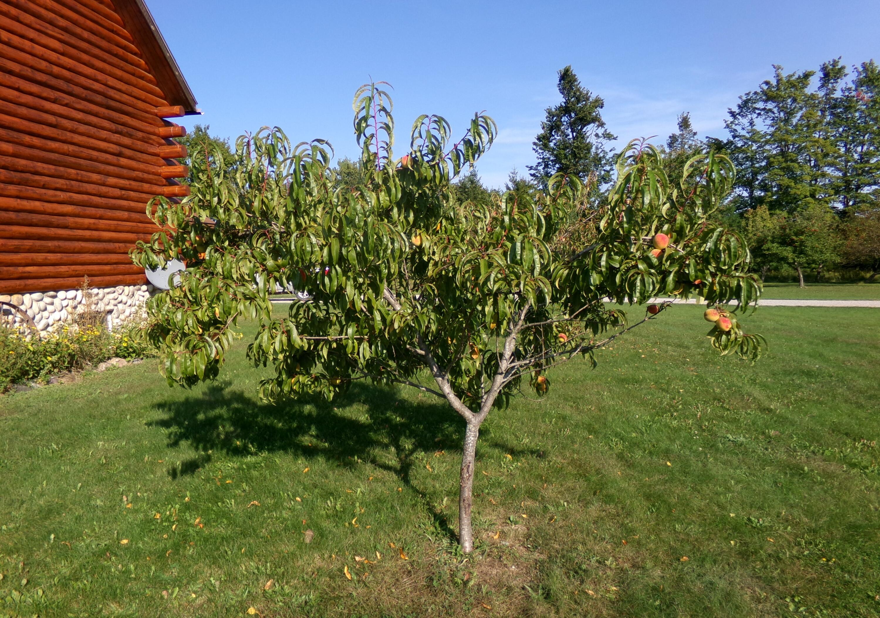 9901 Bolton Road Posen, MI 49776 - Photo 14 of 60 Peach Tree