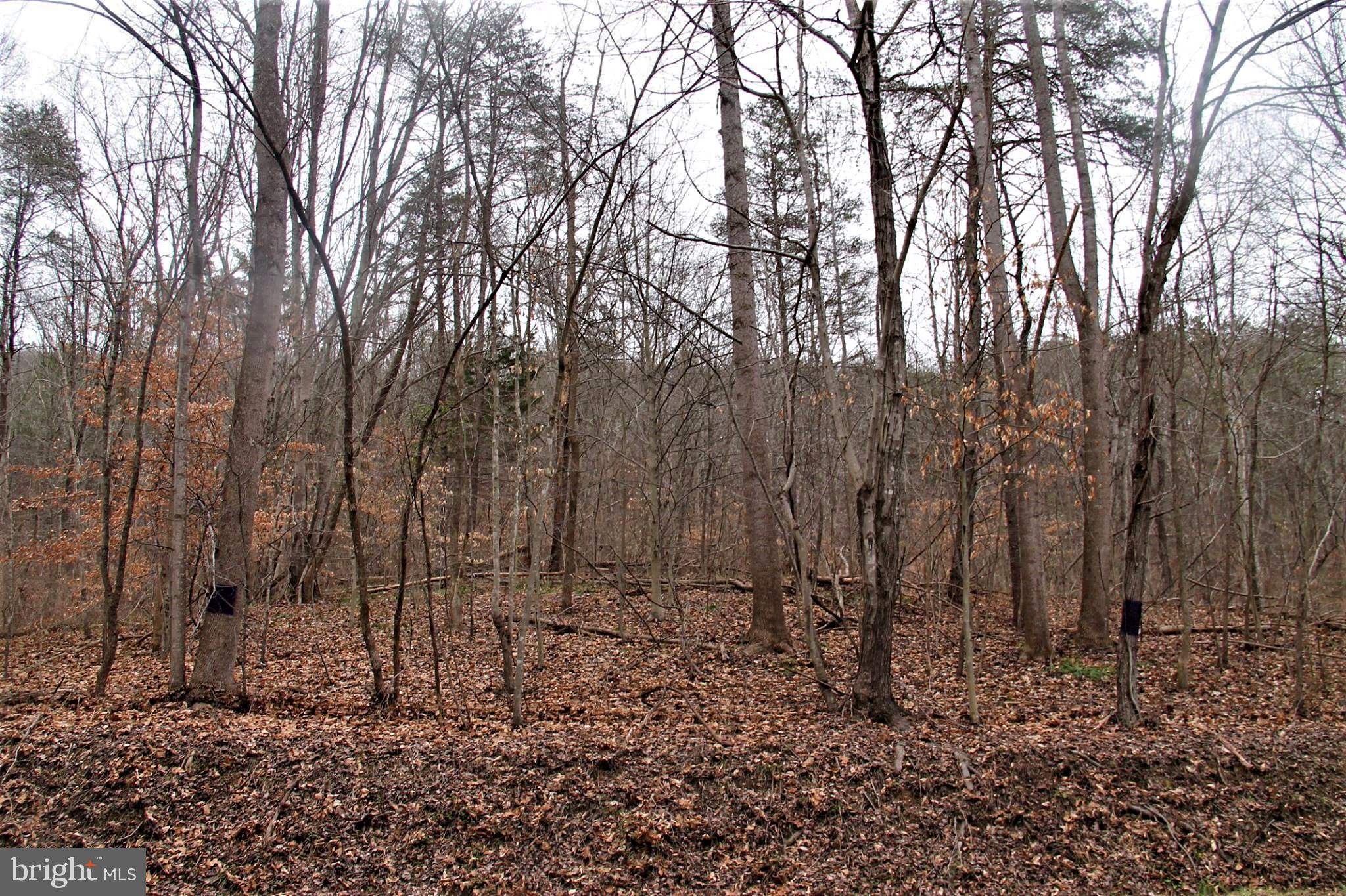 Lot 9 Carters Run Road Marshall, VA 20115 - Photo 4 of 7