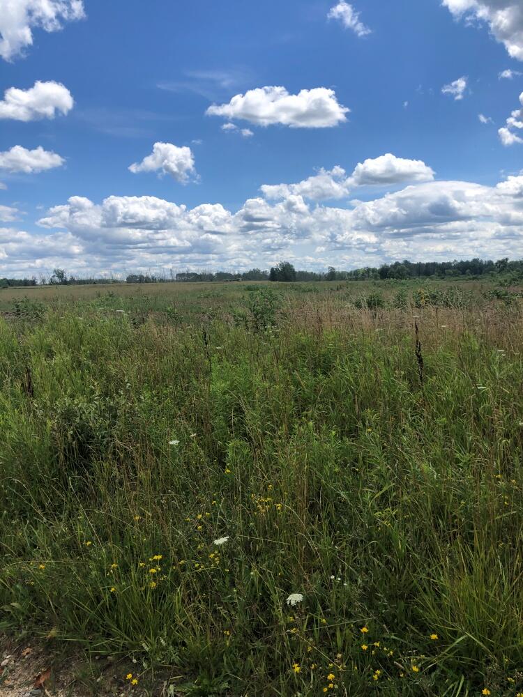 0 Truman Road Evart, MI 49631 - Photo 12 of 18 12 Field View