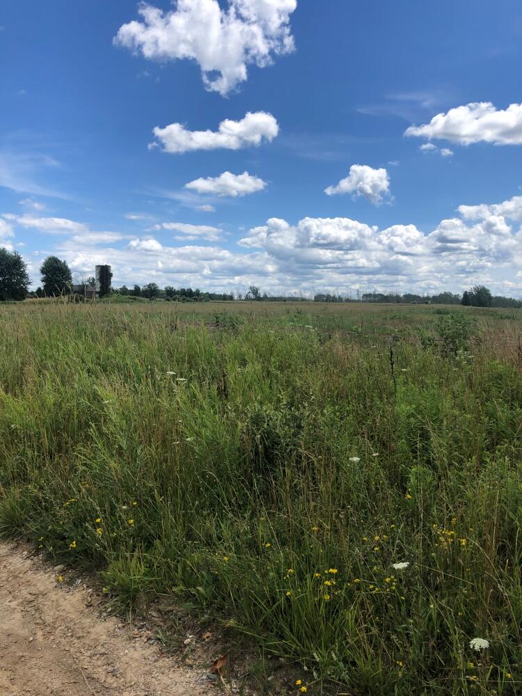 0 Truman Road Evart, MI 49631 - Photo 13 of 18 13 Field view from road