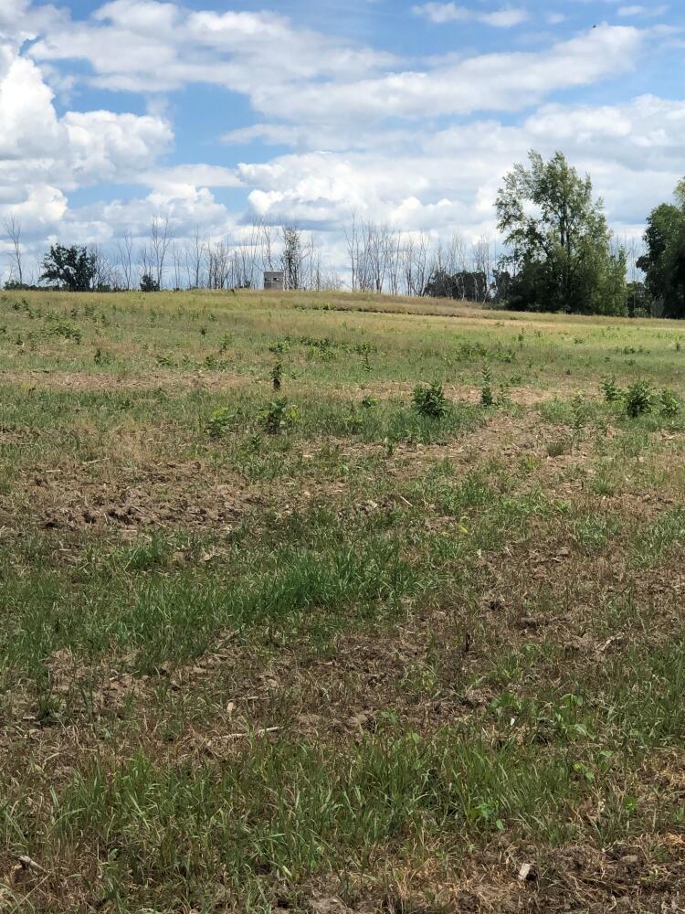 0 Truman Road Evart, MI 49631 - Photo 2 of 18 2 Back of tillable field