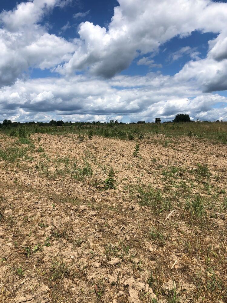 0 Truman Road Evart, MI 49631 - Photo 3 of 18 3 Field