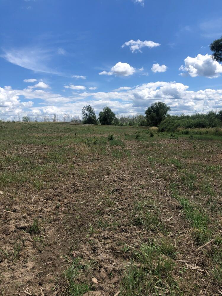 0 Truman Road Evart, MI 49631 - Photo 8 of 18 8 field