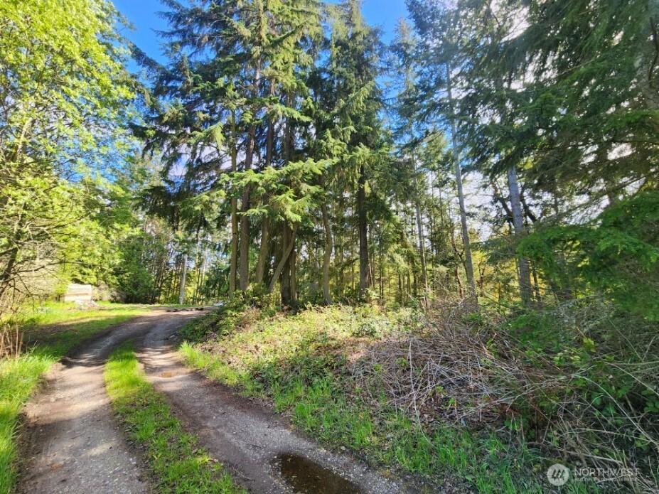 936 Gasman Road Port Angeles, WA 98362 - Photo 14 of 14 a view of a yard with a tree