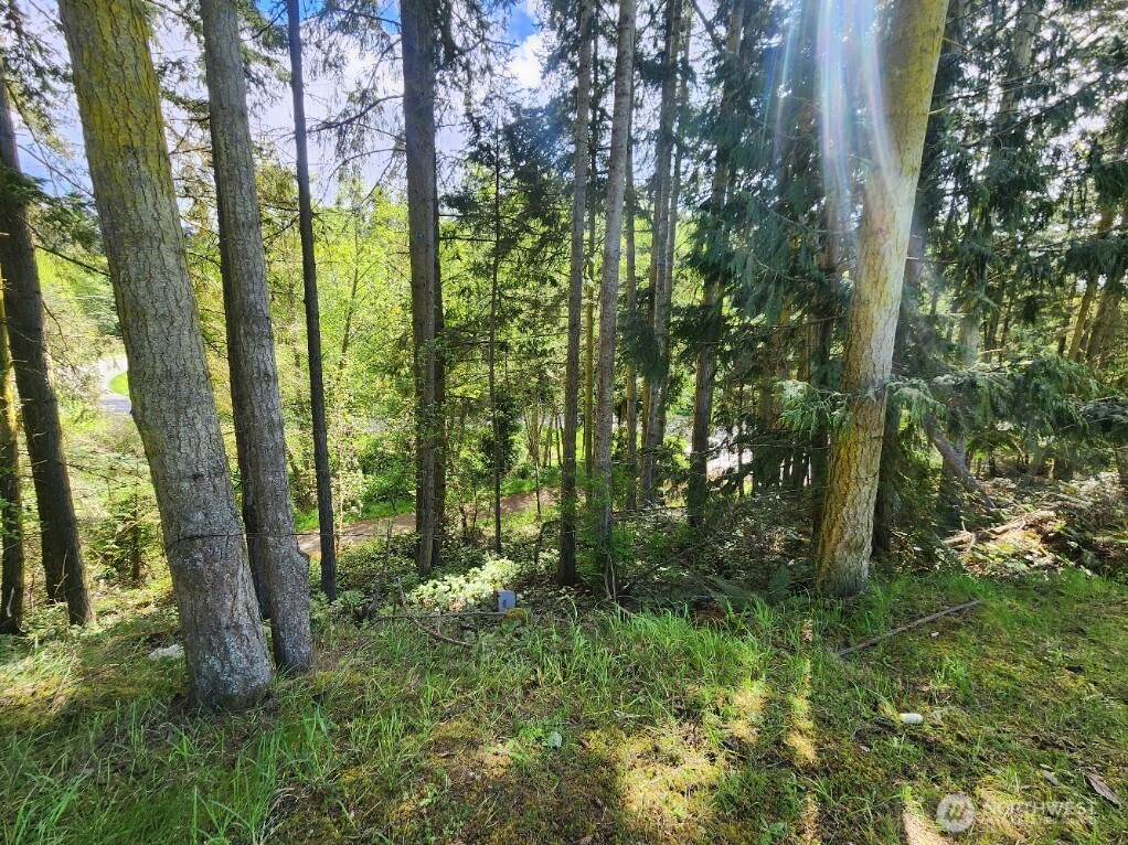 936 Gasman Road Port Angeles, WA 98362 - Photo 9 of 14 a view of outdoor space and trees